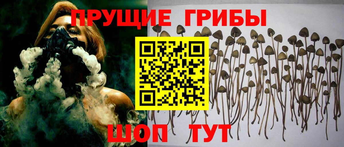 купить закладку  Псилоцибиновые грибы Magic Shrooms  Вход с VPN  Новоалтайск 