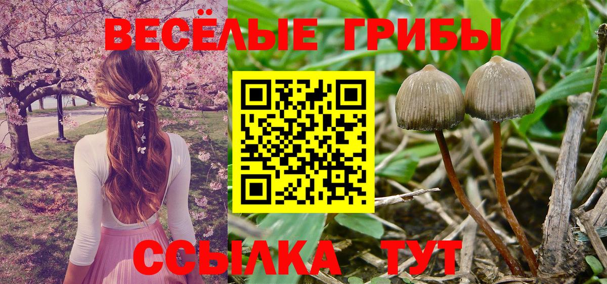 Псилоцибиновые грибы Psilocybine cubensis Новоалтайск